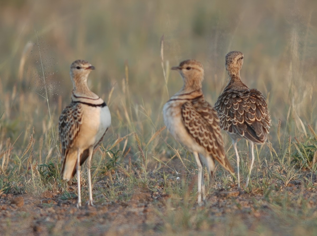 Double-banded Courser - ML542051471