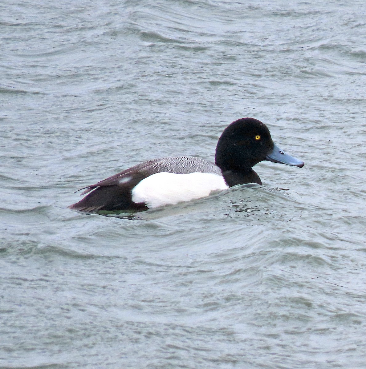 Greater Scaup - ML542053401
