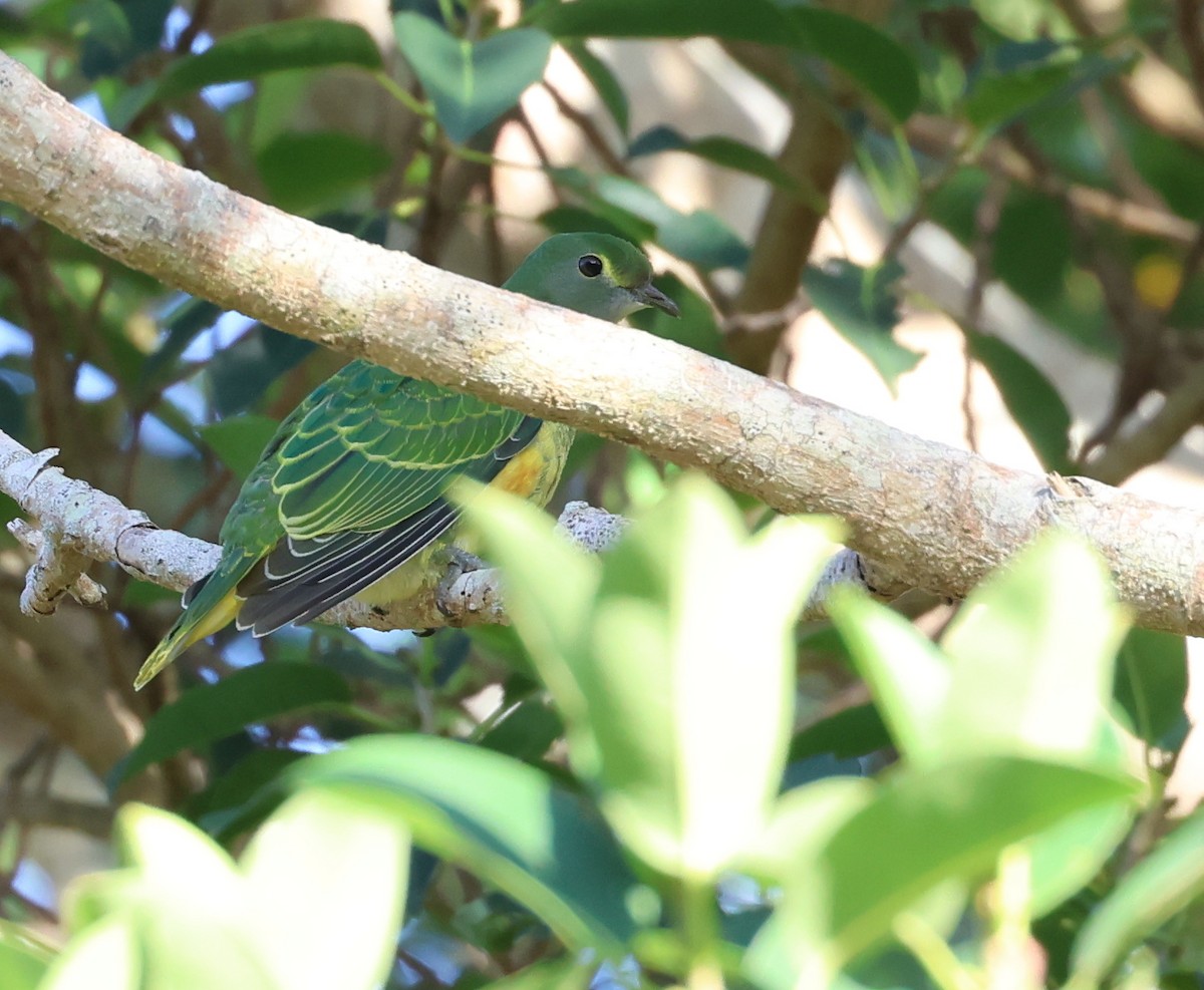 Rose-crowned Fruit-Dove - ML542054241