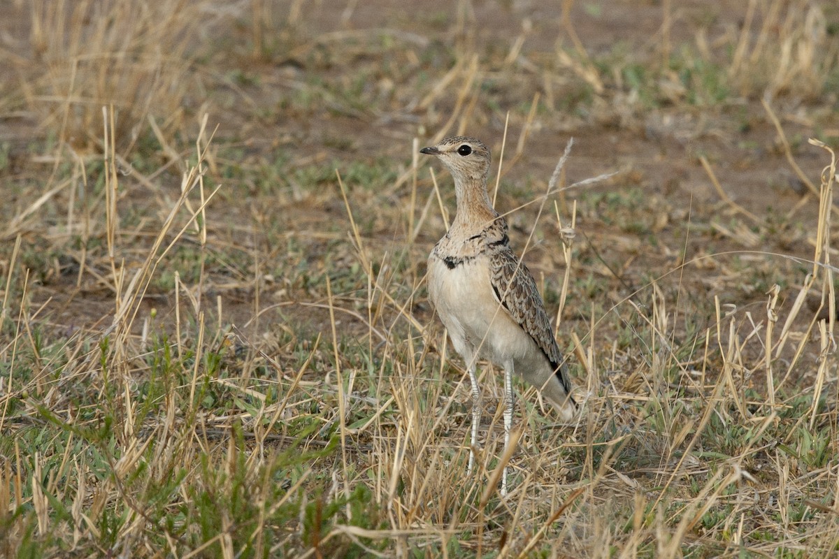 Double-banded Courser - ML542054371