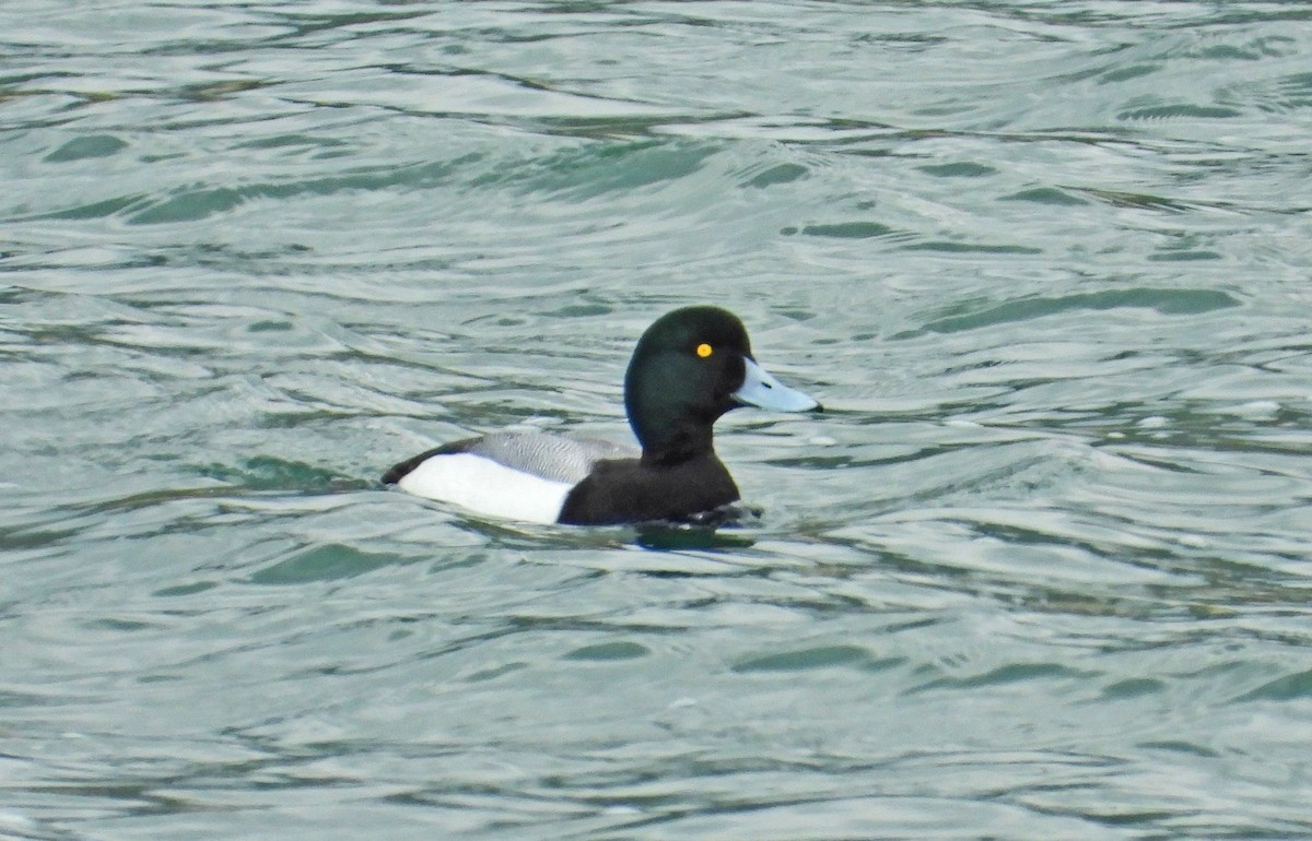 Greater Scaup - ML542055401