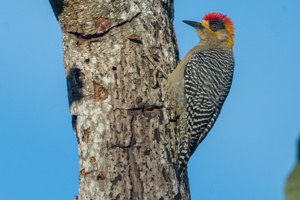 Golden-cheeked Woodpecker - ML542056121