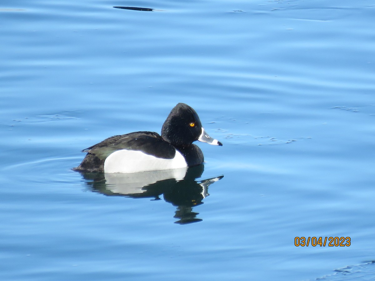 Ring-necked Duck - ML542060701