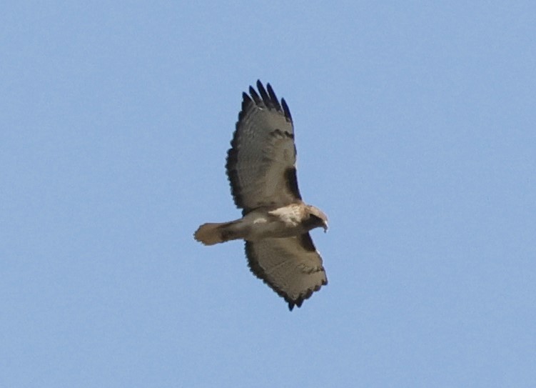 Red-tailed Hawk - ML542061211