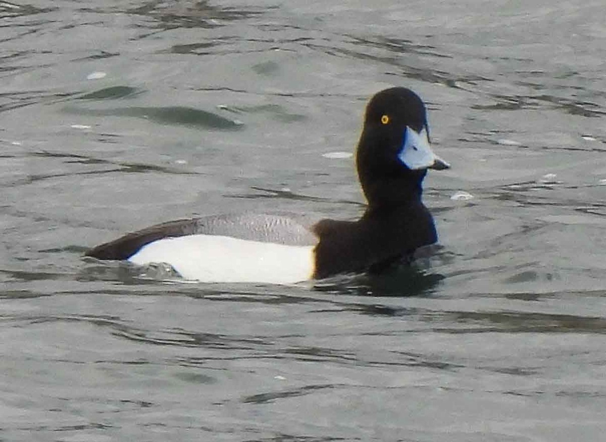 Greater Scaup - ML542068951