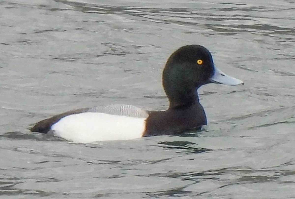 Greater Scaup - ML542068981