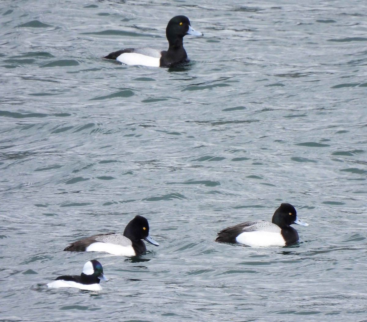 Greater Scaup - ML542068991