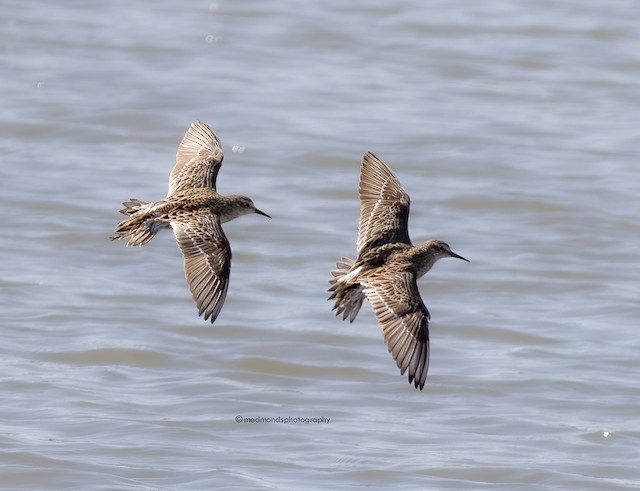 Formative (right) and Definitive Basic (left) Sharp-tailed Sandpipers. - Sharp-tailed Sandpiper - 