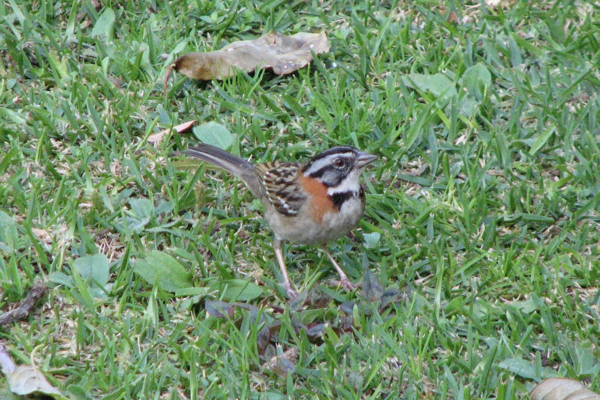 Rufous-collared Sparrow - ML54207061