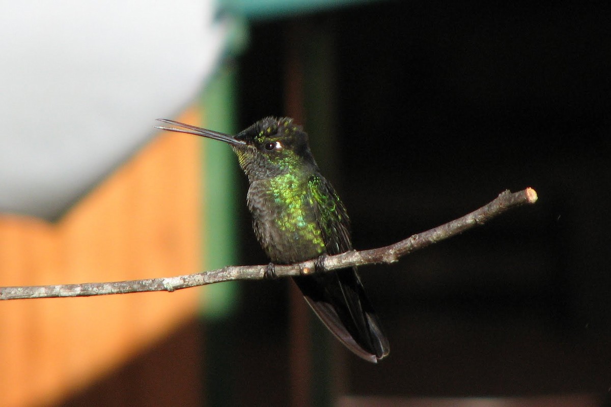 Talamanca Hummingbird - ML54207111