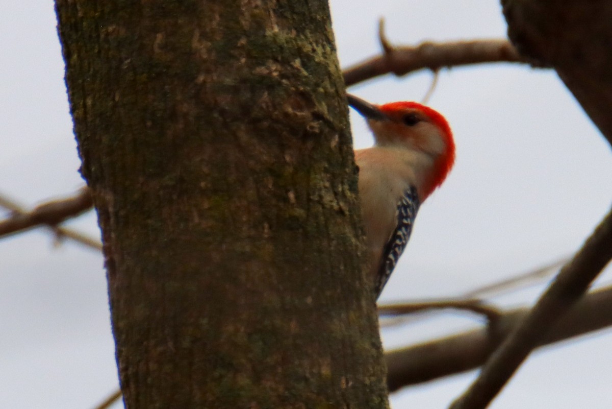 Red-bellied Woodpecker - ML542073241