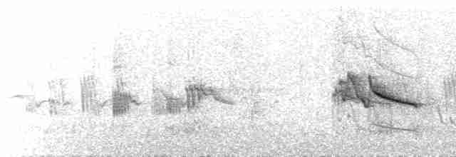  - Australian Yellow White-eye