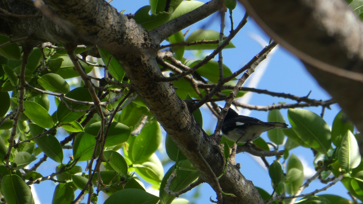 Black-throated Blue Warbler - Mark Burns