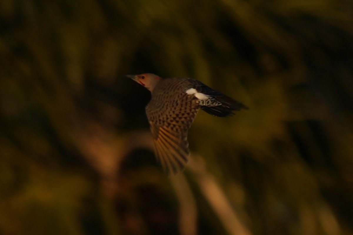 Northern Flicker (Yellow-shafted x Red-shafted) - ML542087651