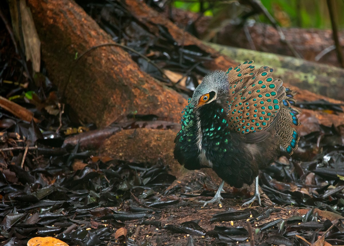 Bornean Peacock-Pheasant - ML542088501