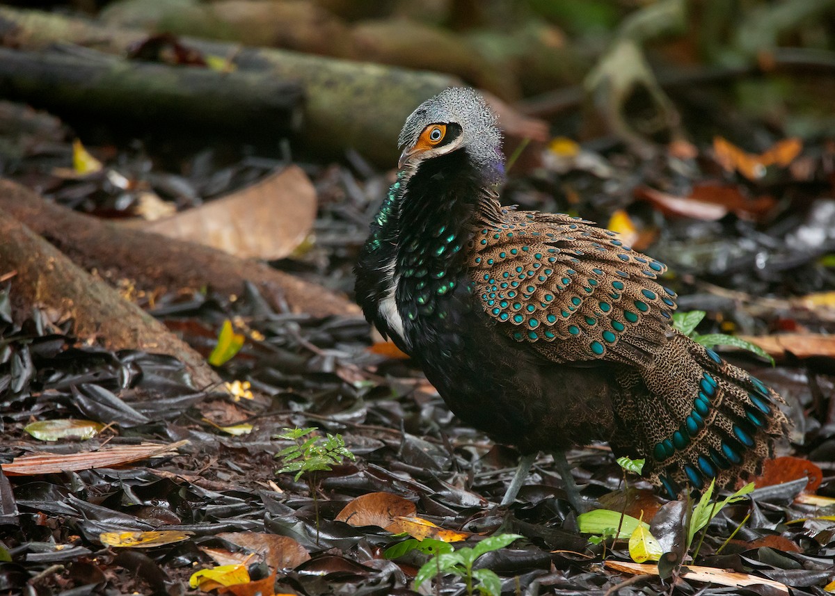 Bornean Peacock-Pheasant - ML542088521