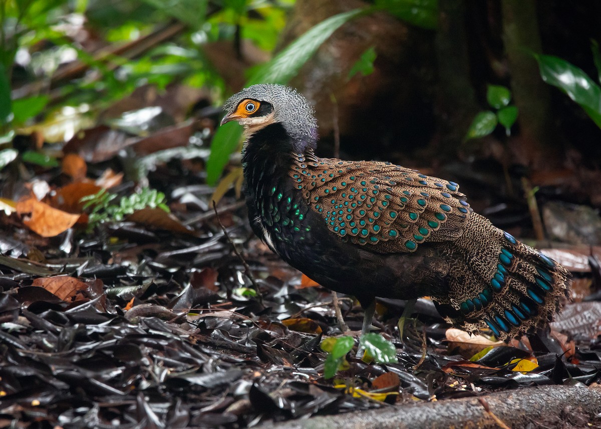 Bornean Peacock-Pheasant - ML542088531