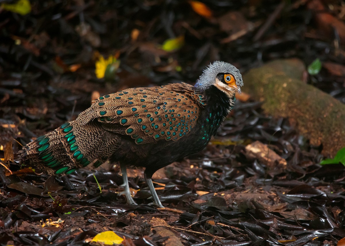 Bornean Peacock-Pheasant - ML542088541