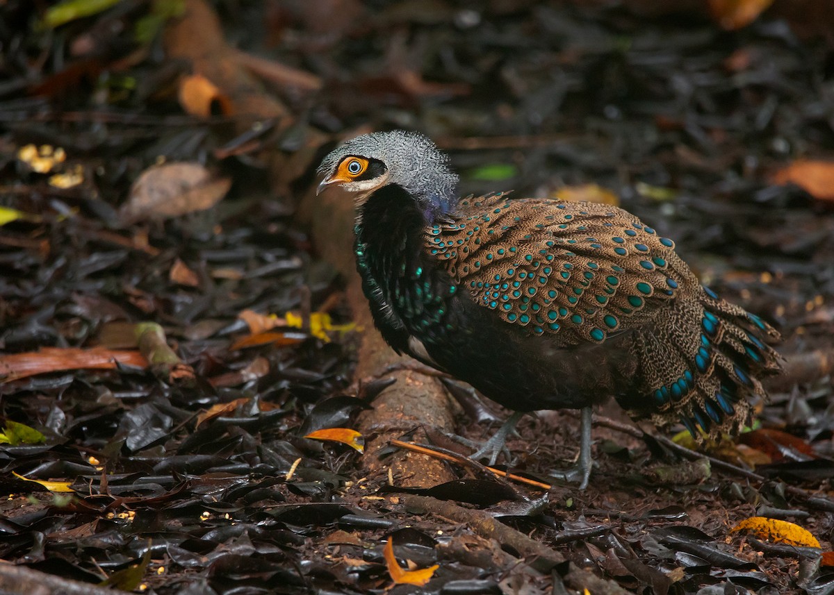 Bornean Peacock-Pheasant - Ayuwat Jearwattanakanok