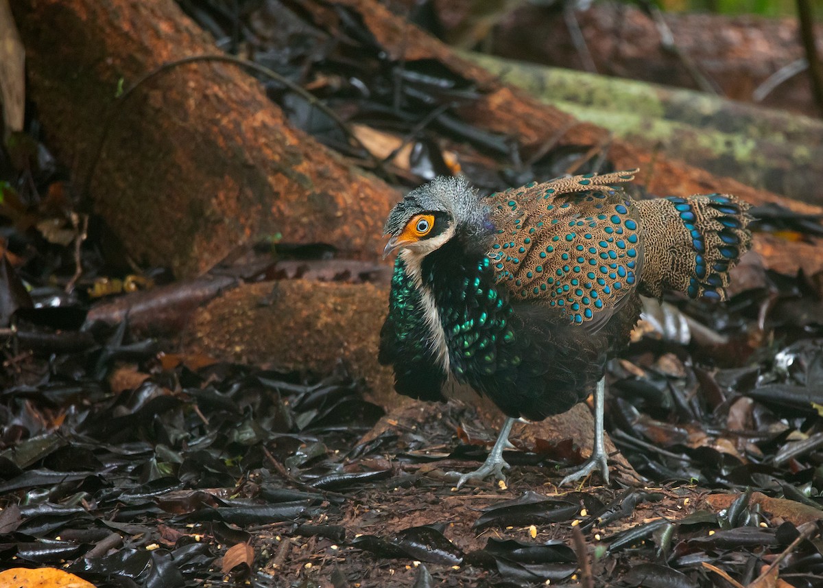 Bornean Peacock-Pheasant - ML542088561