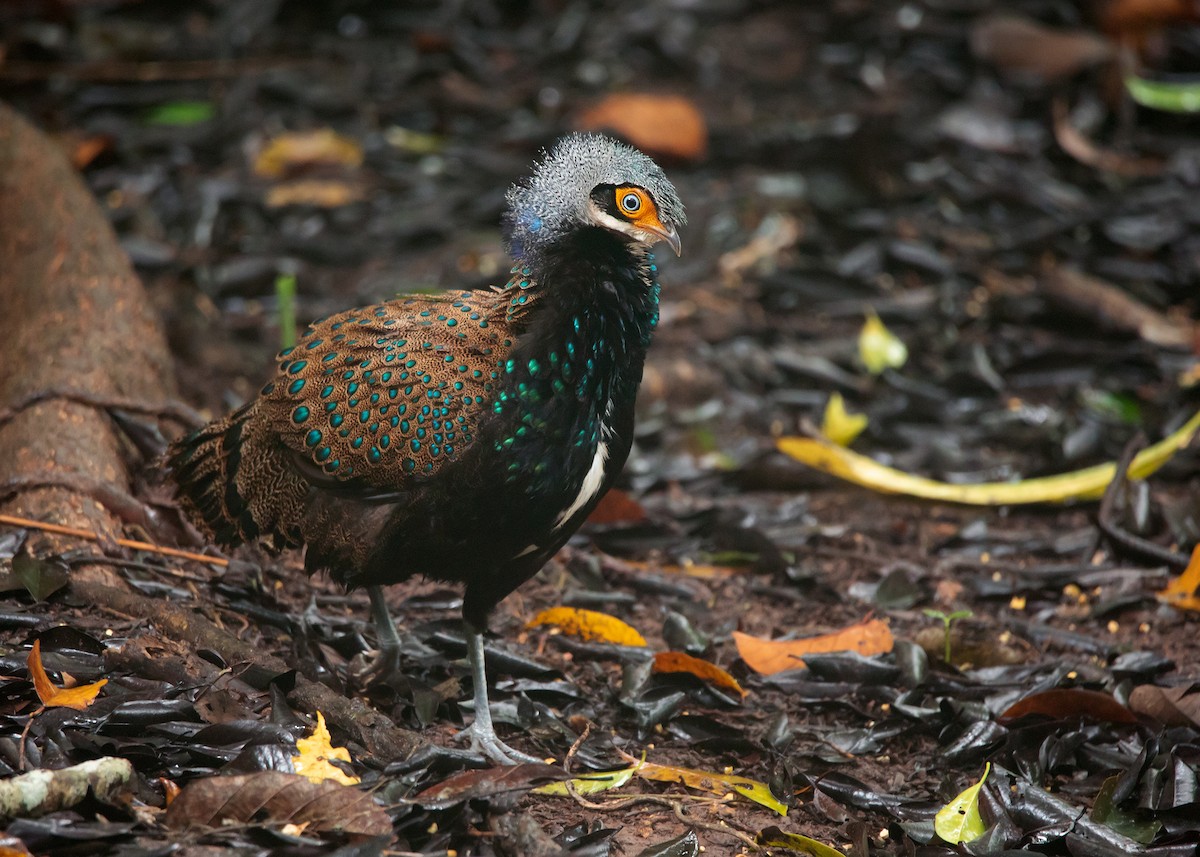 Bornean Peacock-Pheasant - Ayuwat Jearwattanakanok