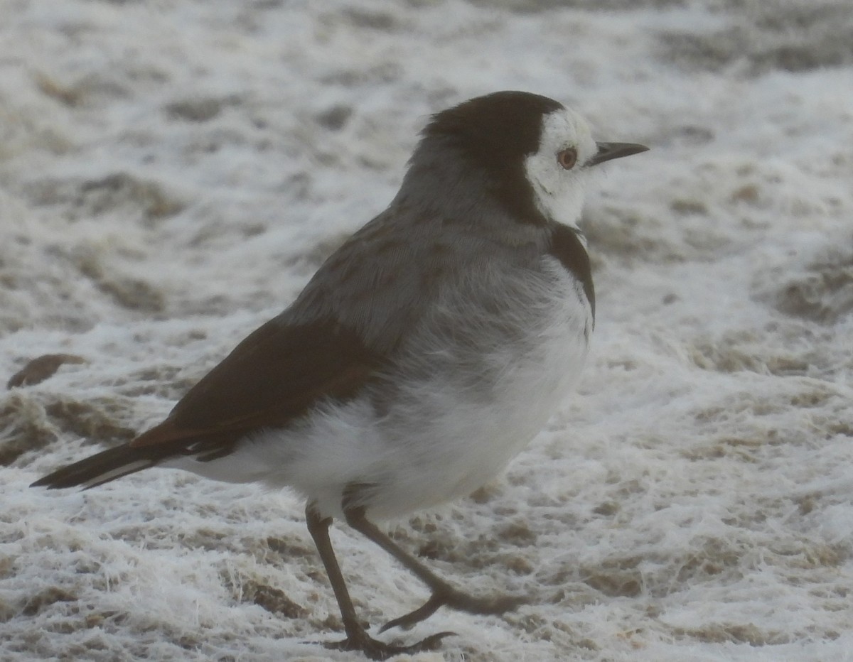 White-fronted Chat - ML542088711