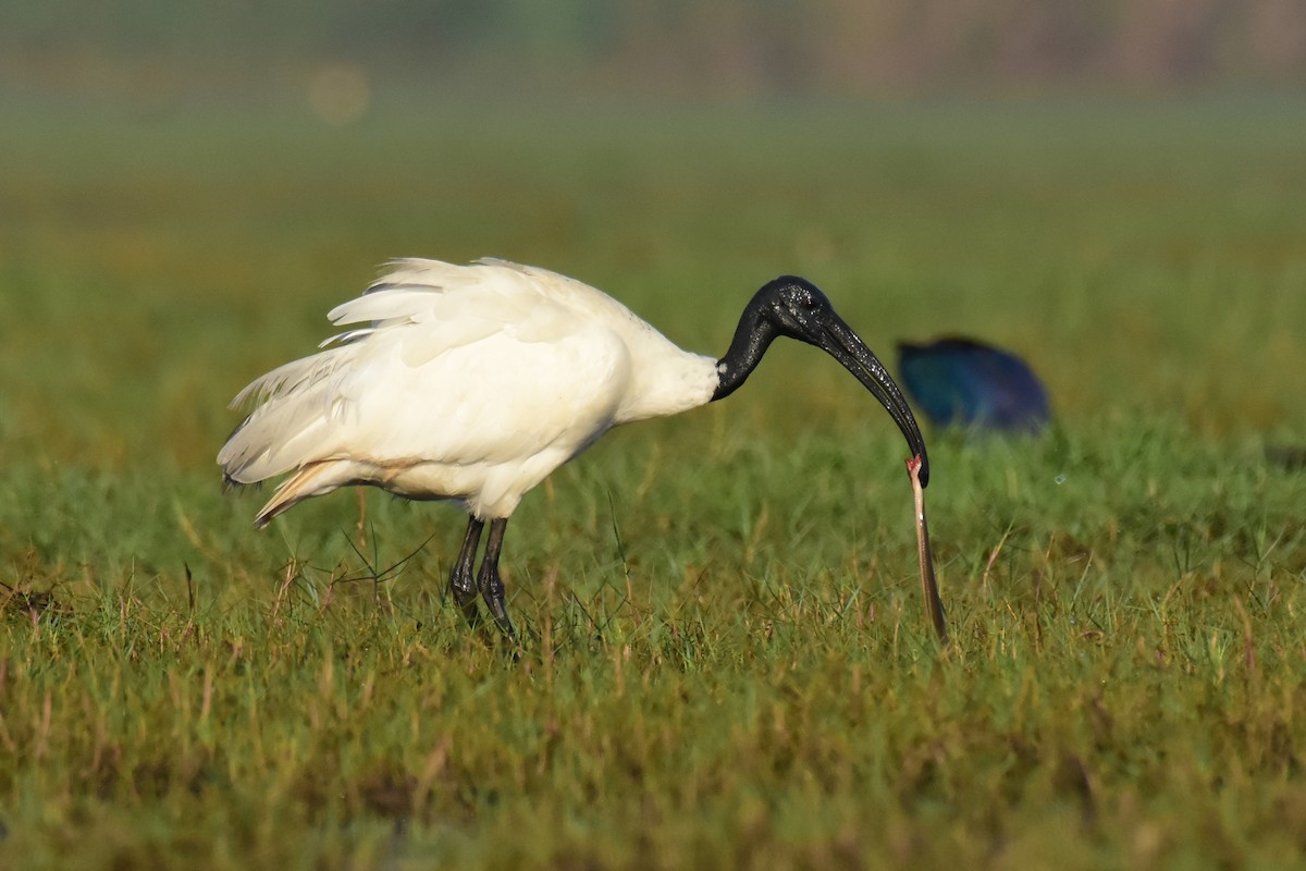 ibis černohlavý - ML542090211