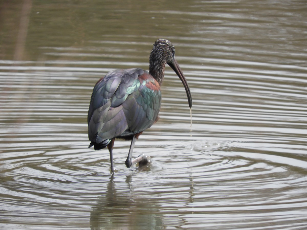 ibis hnědý - ML542090731