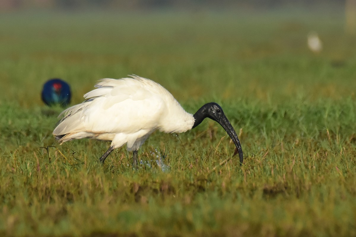 ibis černohlavý - ML542090961