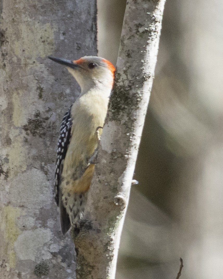 Red-bellied Woodpecker - ML542095901