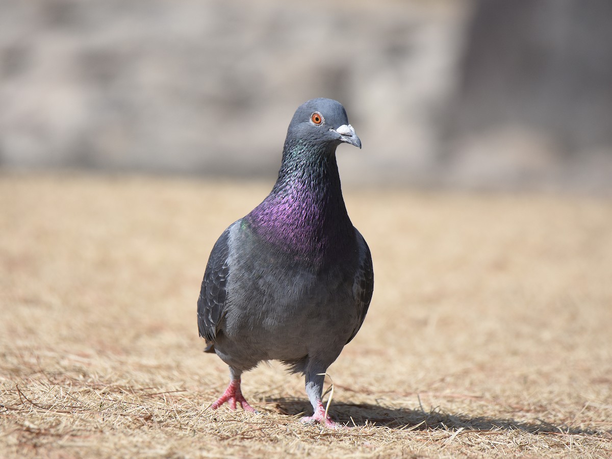 Pigeon biset (forme domestique) - ML542096161