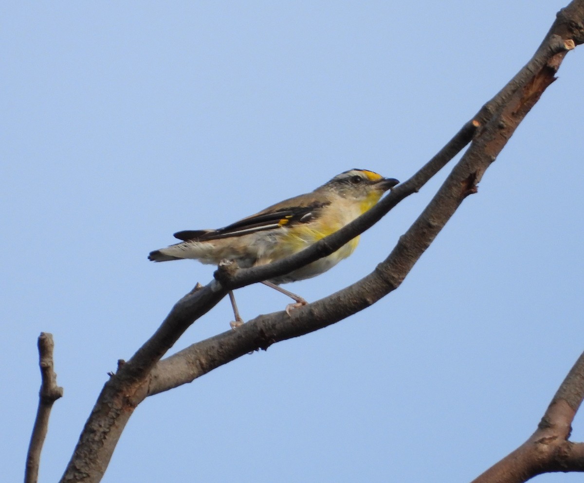 Striated Pardalote (Yellow-tipped) - ML542096541