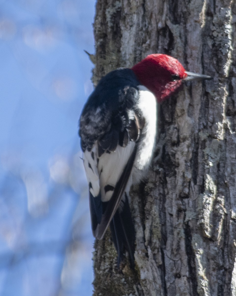 Red-headed Woodpecker - ML542096631