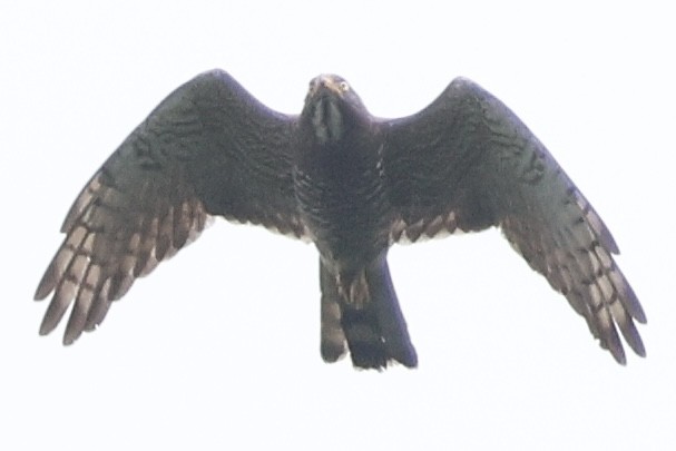 Gray-faced Buzzard - The falcon cannot hear the falconer