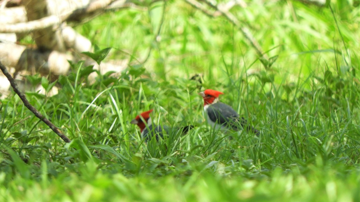 Red-crested Cardinal - Jorge Juan Rueda