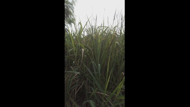 Great Reed Warbler - ML542113501