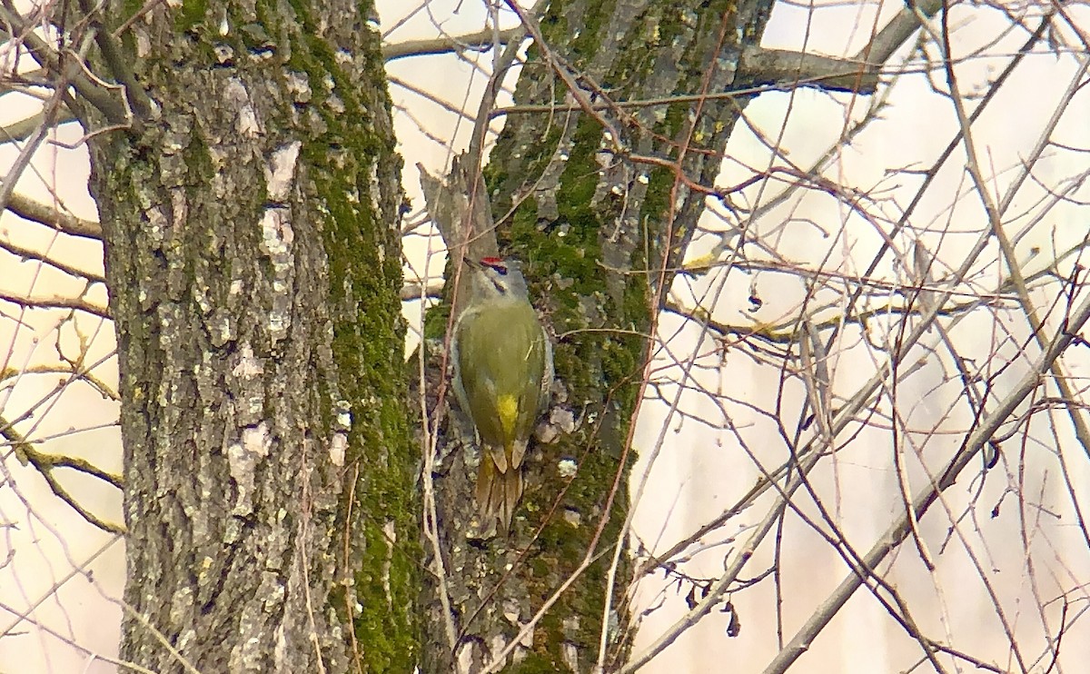 Gray-headed Woodpecker - ML542114731