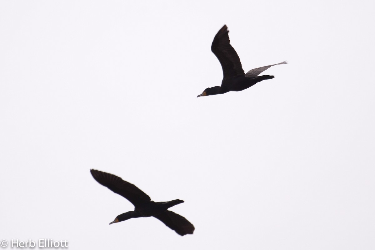 Double-crested Cormorant - Herb Elliott