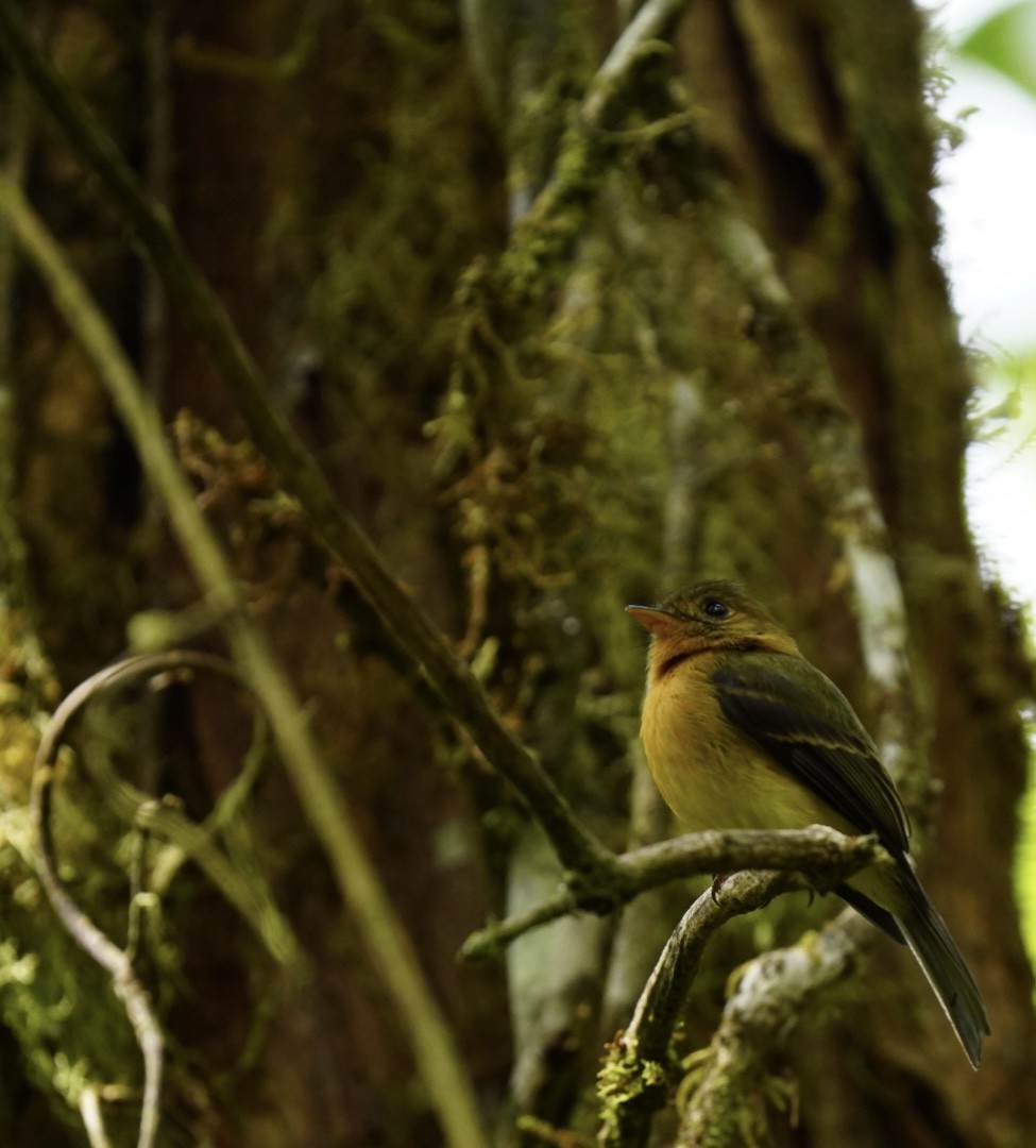 Tufted Flycatcher (Costa Rican) - Felix Perdue