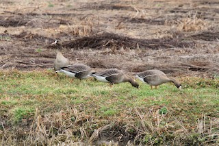 Greater White-fronted Goose, ML542119071