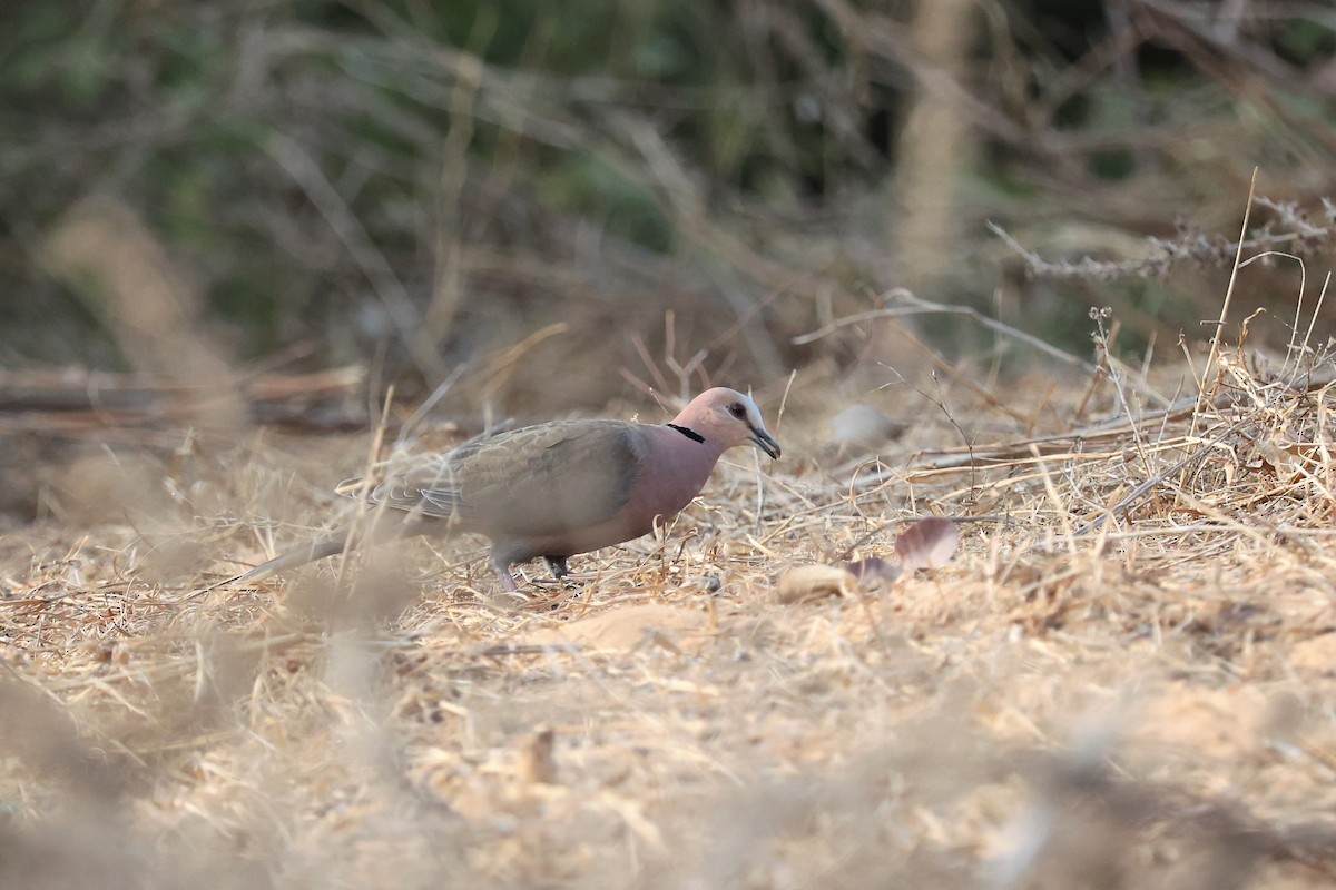Red-eyed Dove - ML542121501