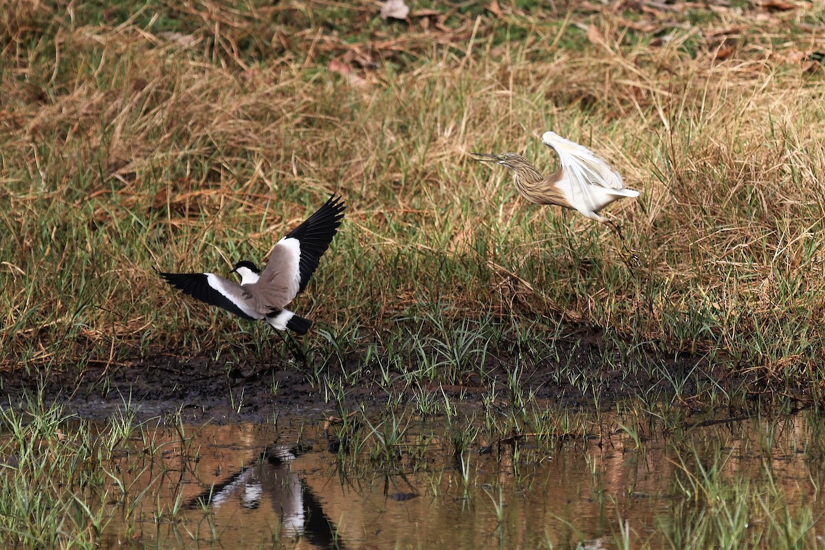 Spur-winged Lapwing - ML542121561