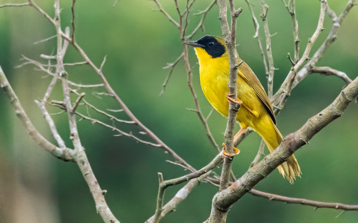 Olive-crowned Yellowthroat - ML542125131