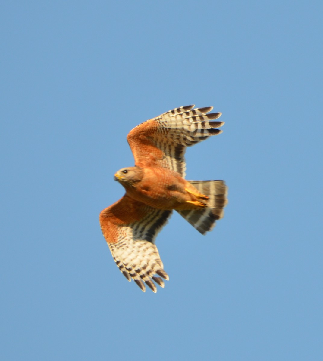 Red-shouldered Hawk - Cooper Scollan