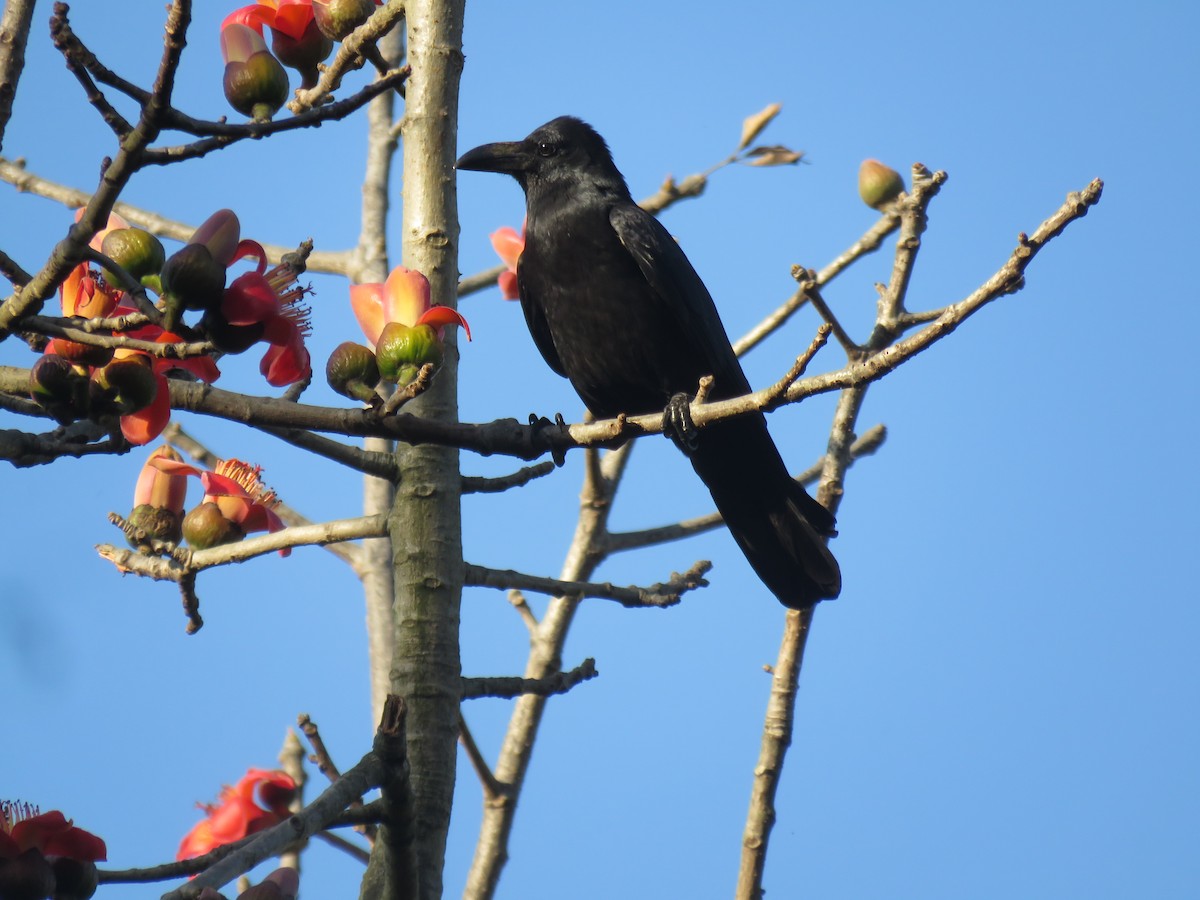Large-billed Crow - ML542128621