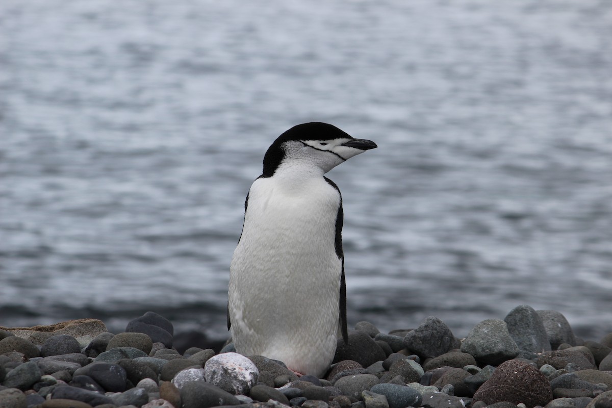 Антарктический пингвин - ML542128751