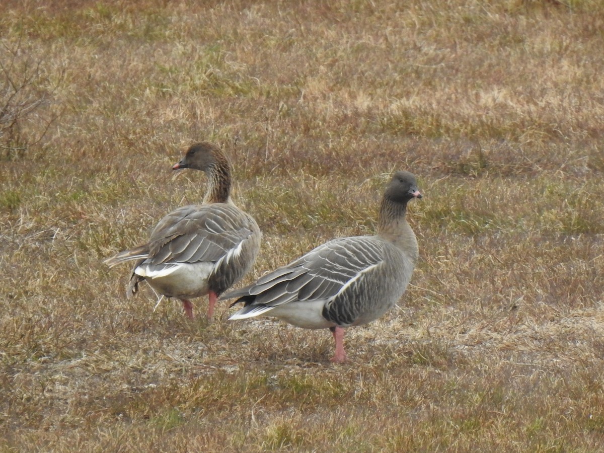 Pink-footed Goose - ML542130081