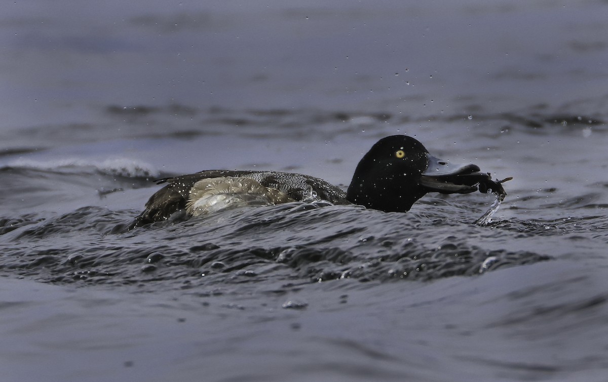Greater Scaup - ML542130891