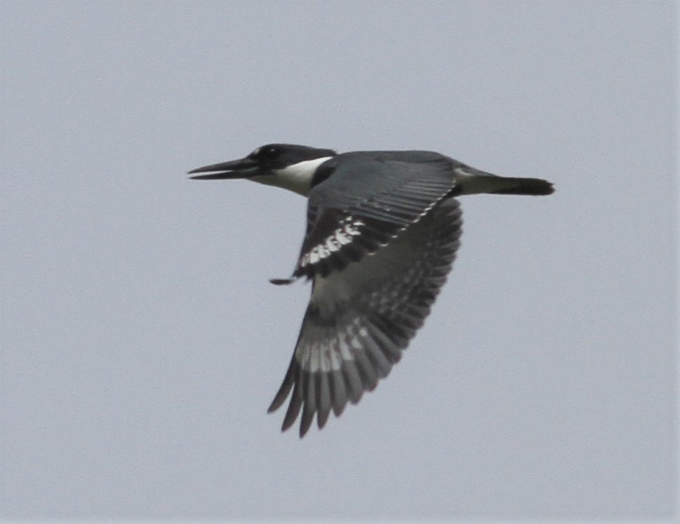 Belted Kingfisher - Becky Lutz