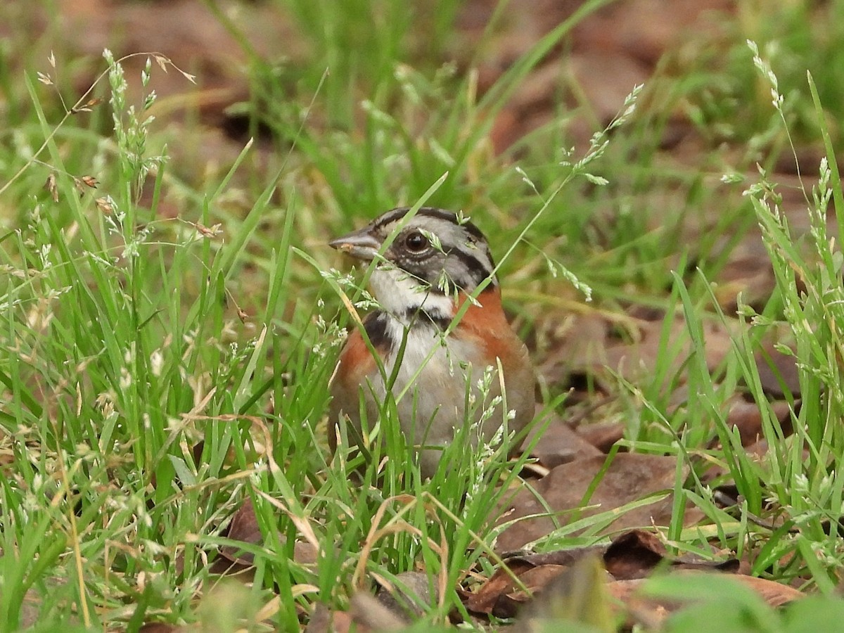 Rufous-collared Sparrow - Rutger Koperdraad